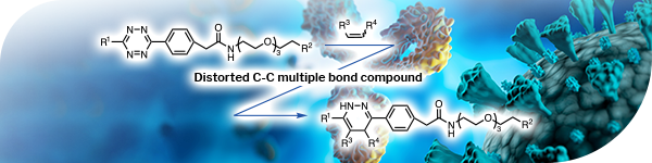 Hetero-Bifunctional Crosslinkers Containing Tetrazine Selectively React with Strained C-C Multiple Bonds
