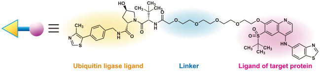 An example of proteolysis targeting compounds