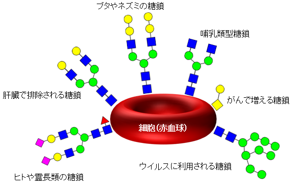 多様な糖鎖構造（例）