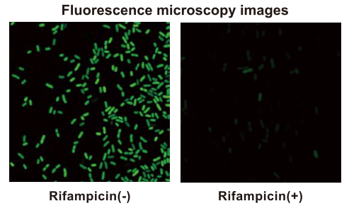 RNA staining of E. coli with T-Fluor 480