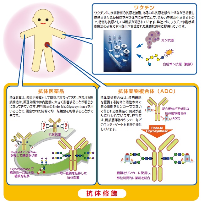 バイオ医薬品開発への糖鎖関連製品の応用 | 東京化成工業株式会社