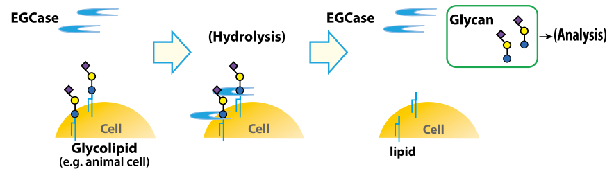 がんの糖鎖解析