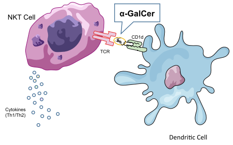 がんの免疫療法研究