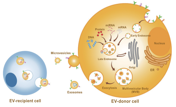 がんの細胞外小胞