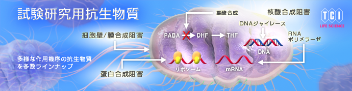 天然 の 抗生 物質