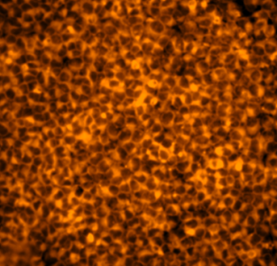 HeLa cells stained with D6202
