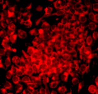 HeLa cells stained with P3316