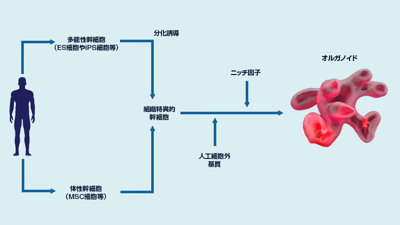 GG BONE＋系統図