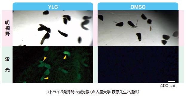ヨシムラクトングリーン使用例